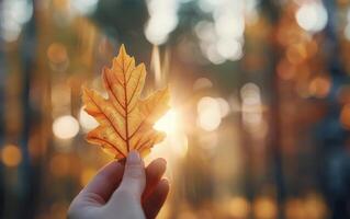 Holding a Golden Maple Leaf Against a Warm Autumn Sunlight in the Forest photo