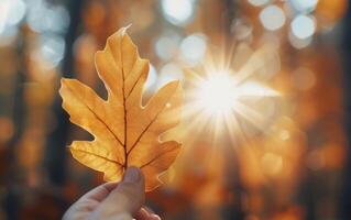 Holding a Golden Maple Leaf Against a Warm Autumn Sunlight in the Forest photo