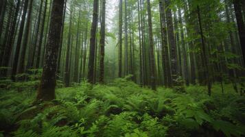 Tranquil Forest Scene With Verdant Moss and Emerging Sapling in Early Morning Light photo
