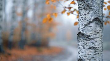 Close-Up of Tree Bark Against a Blurred Sunset Background in Autumn photo