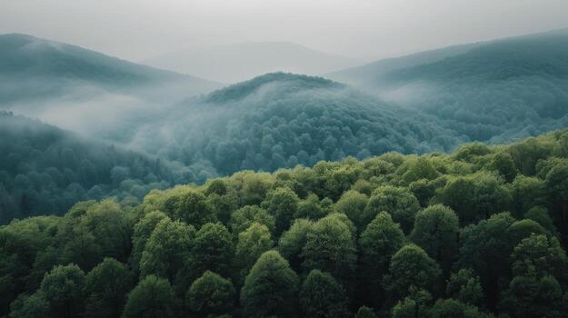 Overhead View of Dense Forest With Green and Yellow Trees in Foggy Conditions photo
