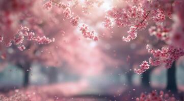 Blossoming Cherry Trees in a Tranquil Park During Springtime photo