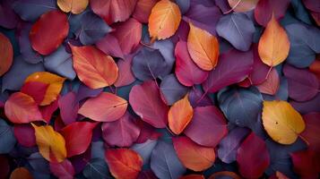 Colorful Autumn Leaves Spread Across a Dark Background photo