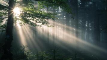 Sunlight Filtering Through Leaves in a Serene Forest at Dawn photo