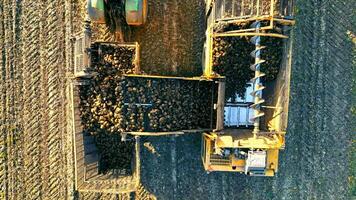 Aerial TOP View Harvesting sugar beet in an agricultural field. Autumn harvest of agricultural crops. video