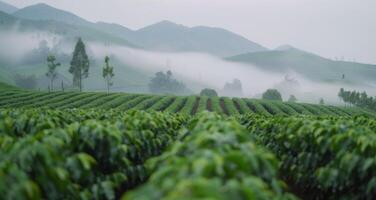 Lush Coffee Plantation Under Misty Mountains at Dawn photo