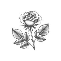a black and white drawing of a rose vector