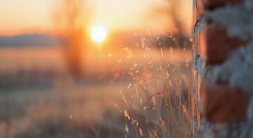 Young Cow Observing Sunset in Rural Farm Setting photo