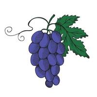 Grapes hand drawn illustration. Engraved vintage drawing grapevine, healthy food, delicious dessert, harvest fruit. The images are created without use of any artificial intelligence software vector