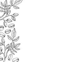 Background with engraved Pistachios nuts and branch. Hand drawn card illustration. Organic food ingredient, harvest. The images are created without use of any artificial intelligence software vector