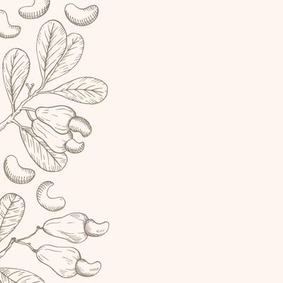 Hand drawn background card with Cashew nuts. Engraved illustration sketch with nutty plant branches. The images are created without the use of any artificial intelligence software at any stage