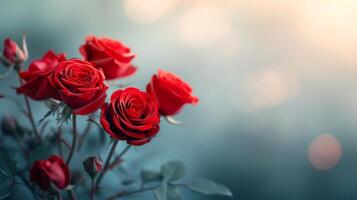 Fresh Red Roses in Bloom Surrounded by Soft Blue Background photo