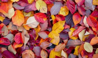 Colorful Autumn Leaves Spread Over Ground in Forest Amidst Fall Weather photo