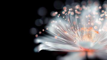 Delicate Bloom With Sparkling Petals Against a Dark Background at Night photo