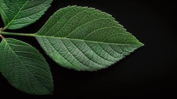Close-Up of Green Leaf Detailing Its Texture Against a Dark Background photo