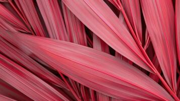 Close-Up of Vibrant Pink Leaves in a Lush Garden Setting photo