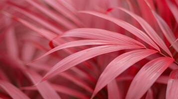 Close-Up of Vibrant Pink Leaves in a Lush Garden Setting photo