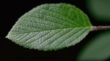Close-Up of Green Leaf Detailing Its Texture Against a Dark Background photo