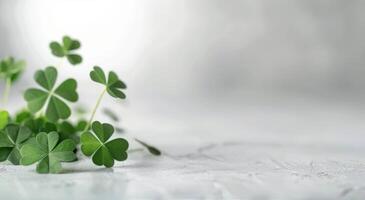 Arrangement of Green Clover Leaves on a Light Background photo