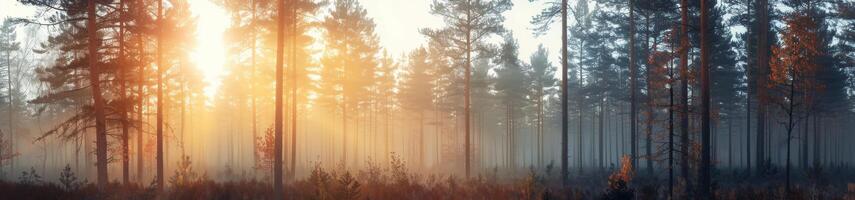 Sunrise Through Fog In A Tranquil Pine Forest photo