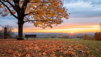 Autumn Sunset Over Park Bench in Open Field photo
