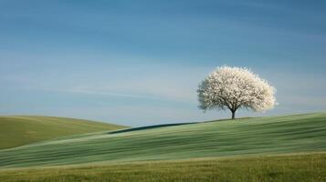 Lonely Blossom Tree on a Rolling Green Hill Under Clear Blue Sky photo