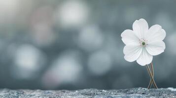 Delicate White Flower Blooms Against Soft Background in Early Morning Light photo
