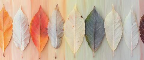 Colorful Autumn Leaves Arrangement on Soft Background photo