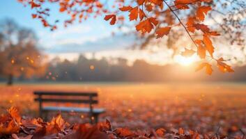 Autumn Sunset Over Park Bench in Open Field photo
