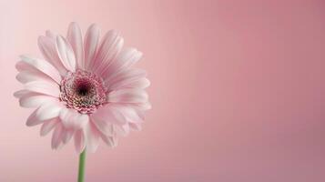 Pink Flower in White Vase Against Soft Pink Background photo