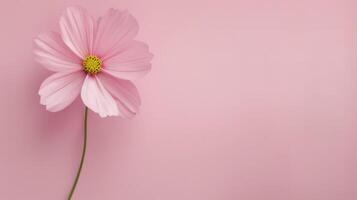 Pink Flower in White Vase Against Soft Pink Background photo