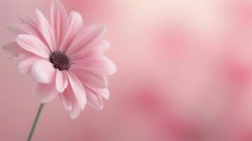 Pink Flower in White Vase Against Soft Pink Background photo