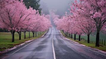 Serene Cherry Blossom Pathway in Early Spring Sunset Garden photo