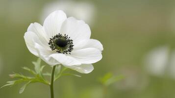 White Anemone Flower Blooming in Soft Natural Light photo