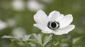 White Anemone Flower Blooming in Soft Natural Light photo