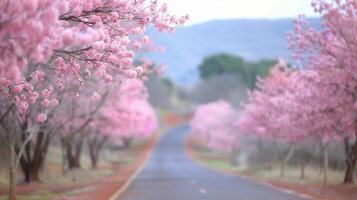 Serene Cherry Blossom Pathway in Early Spring Sunset Garden photo