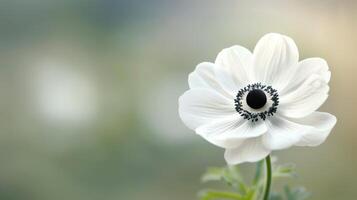 White Anemone Flower Blooming in Soft Natural Light photo