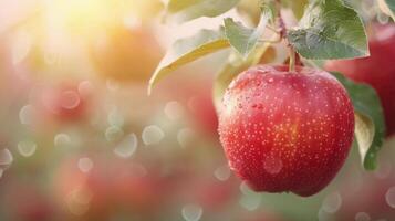 Fresh Red Apple Hanging on Tree Branch With Raindrops in Orchard photo