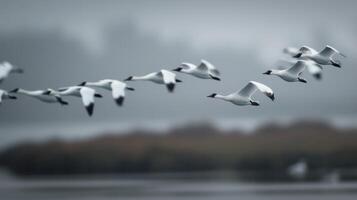 Birds Flying Over Calm Water at Dusk Near Rocky Outcrop photo