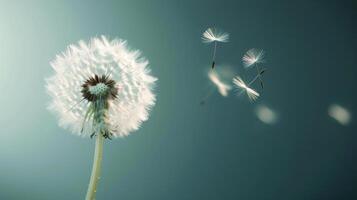 Dandelion Seed Head With Flying Seeds Under Soft Light photo