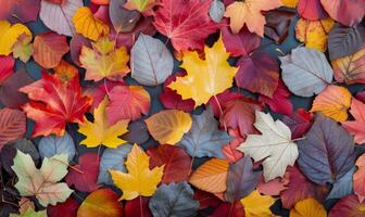 Colorful Fall Leaves Spread Across the Ground in Autumn photo