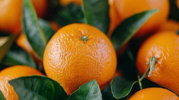 Fresh Oranges on Tree Branch Surrounded by Green Leaves in Bright Natural Light photo