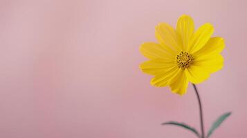 Yellow Flower Against Soft Pink Background in Bright Natural Light photo