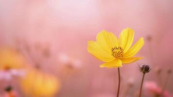Yellow Flower Against Soft Pink Background in Bright Natural Light photo