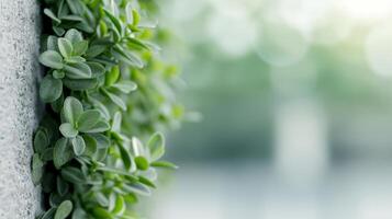 Green Potted Plant on Gray Surface by a Bright Window in Afternoon Light photo