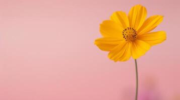 Yellow Flower Against Soft Pink Background in Bright Natural Light photo