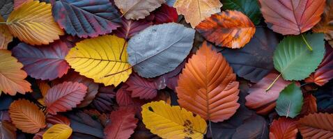 Colorful Autumn Leaves Arranged on Dark Background in Natural Display photo
