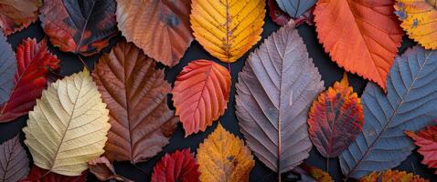 Colorful Autumn Leaves Arranged on Dark Background in Natural Display photo