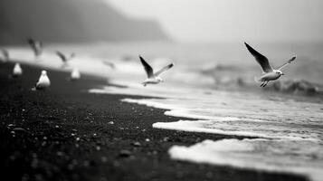 Seagulls Flying Over Black Sand Beach Near Ocean Waves at Dusk photo