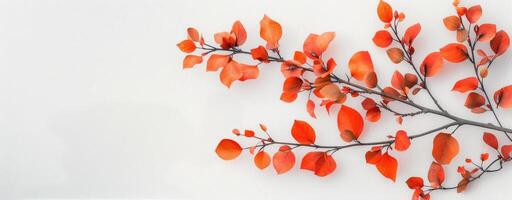 Autumn Branch With Vibrant Red Leaves on Light Background photo
